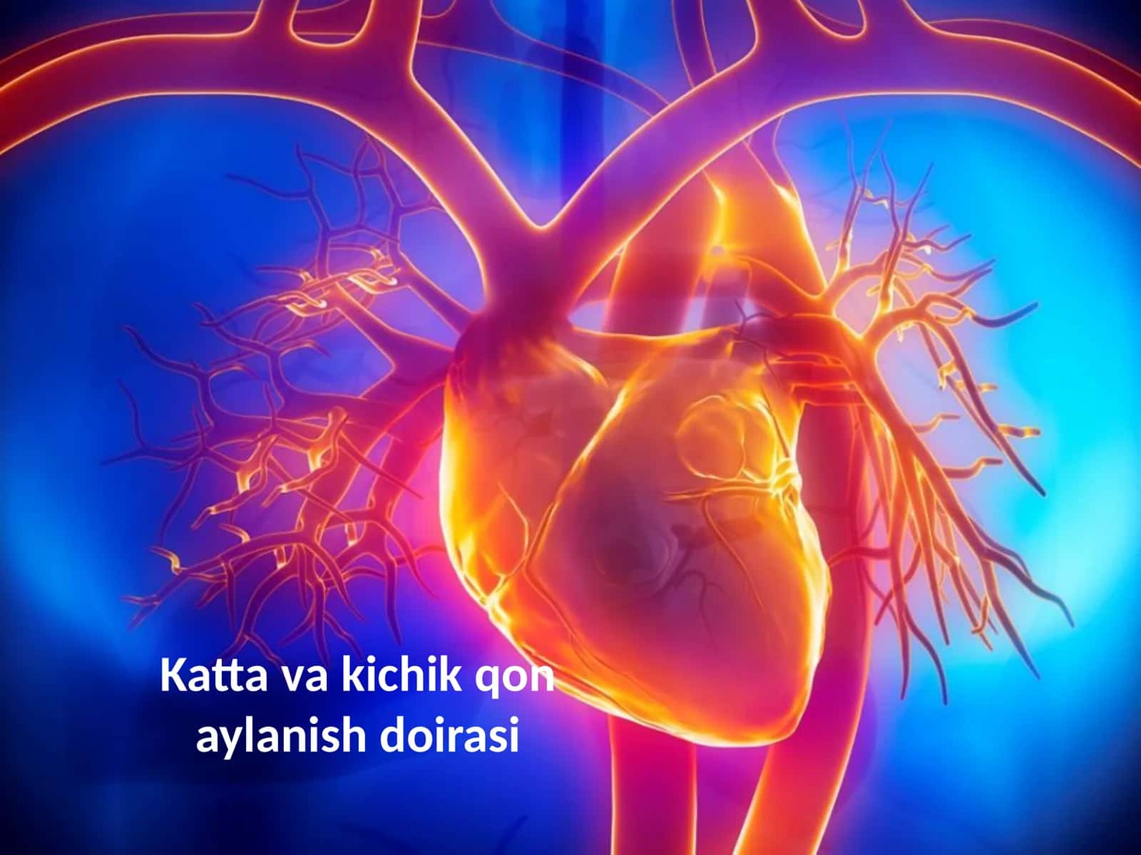 Qon tomirlarining tuzilishi 1