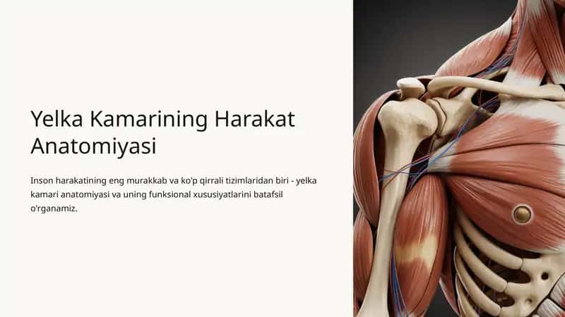 Yelka Kamarining Harakat Anatomiyasi 1
