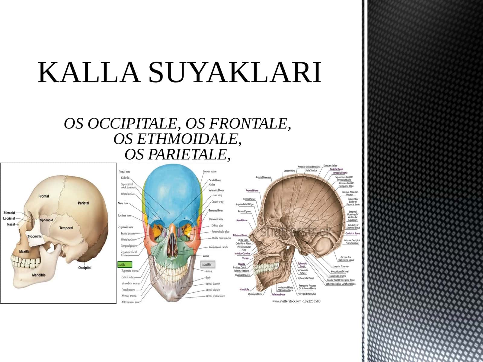 KALLA SUYAKLARIOS OCCIPITALE, OS FRONTALE,OS ETHMOIDALE,OS PARIETALE 1