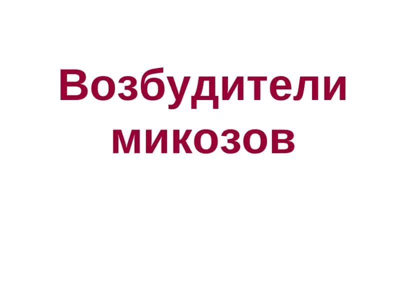 Возбудители микозов 1