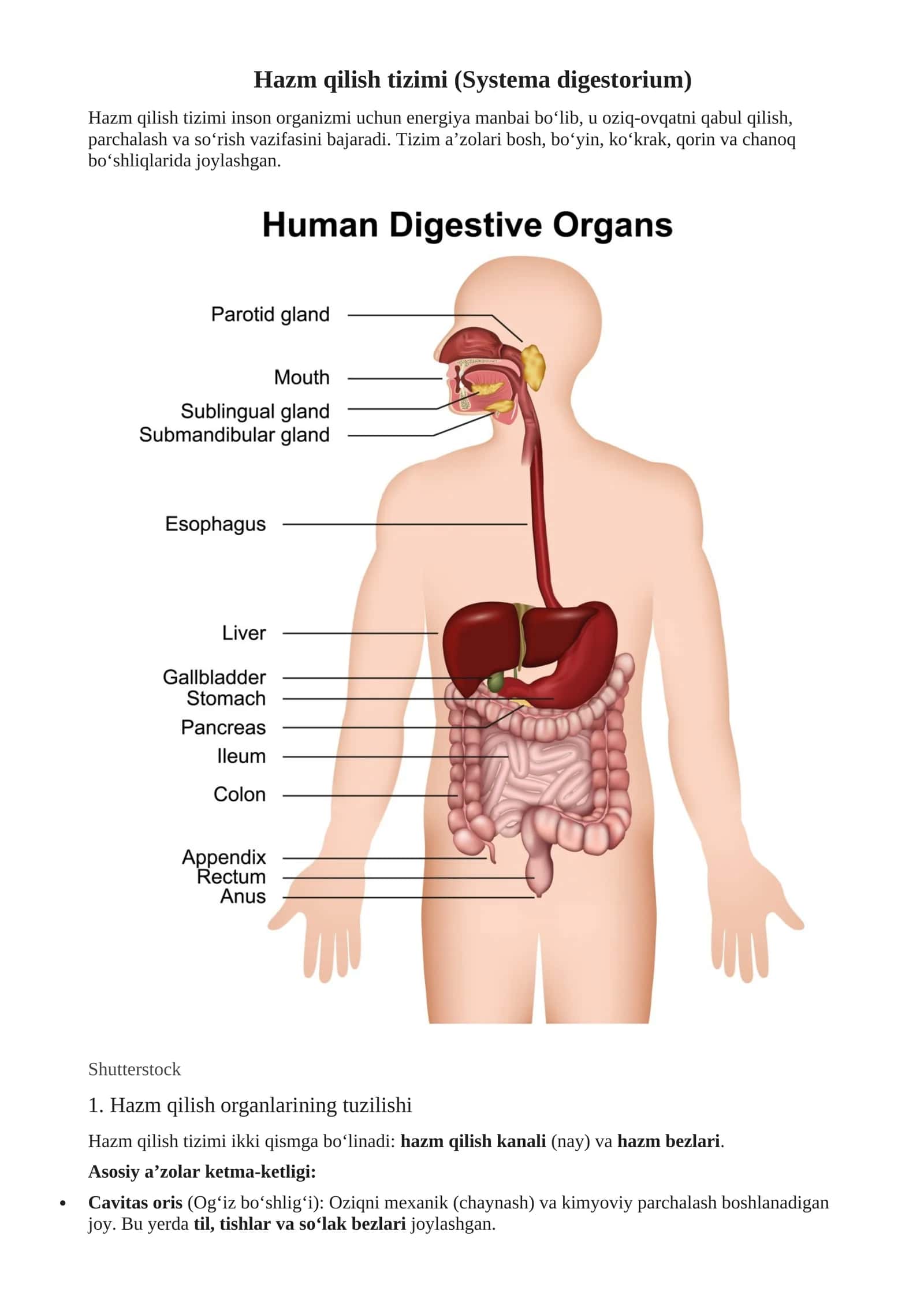 Hazm qilish tizimi (Systema digestorium) 1