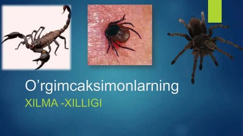 O’rgimcaksimonlarning Xilma-xilligi 1