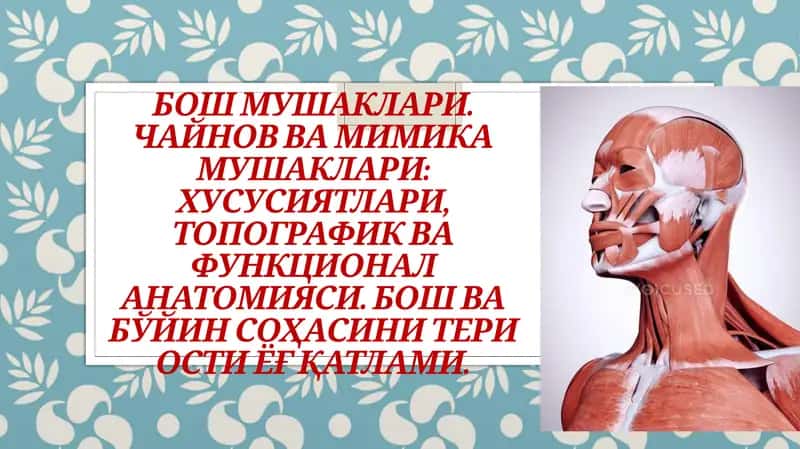 Бош мушаклари (Musculicapitis) 1