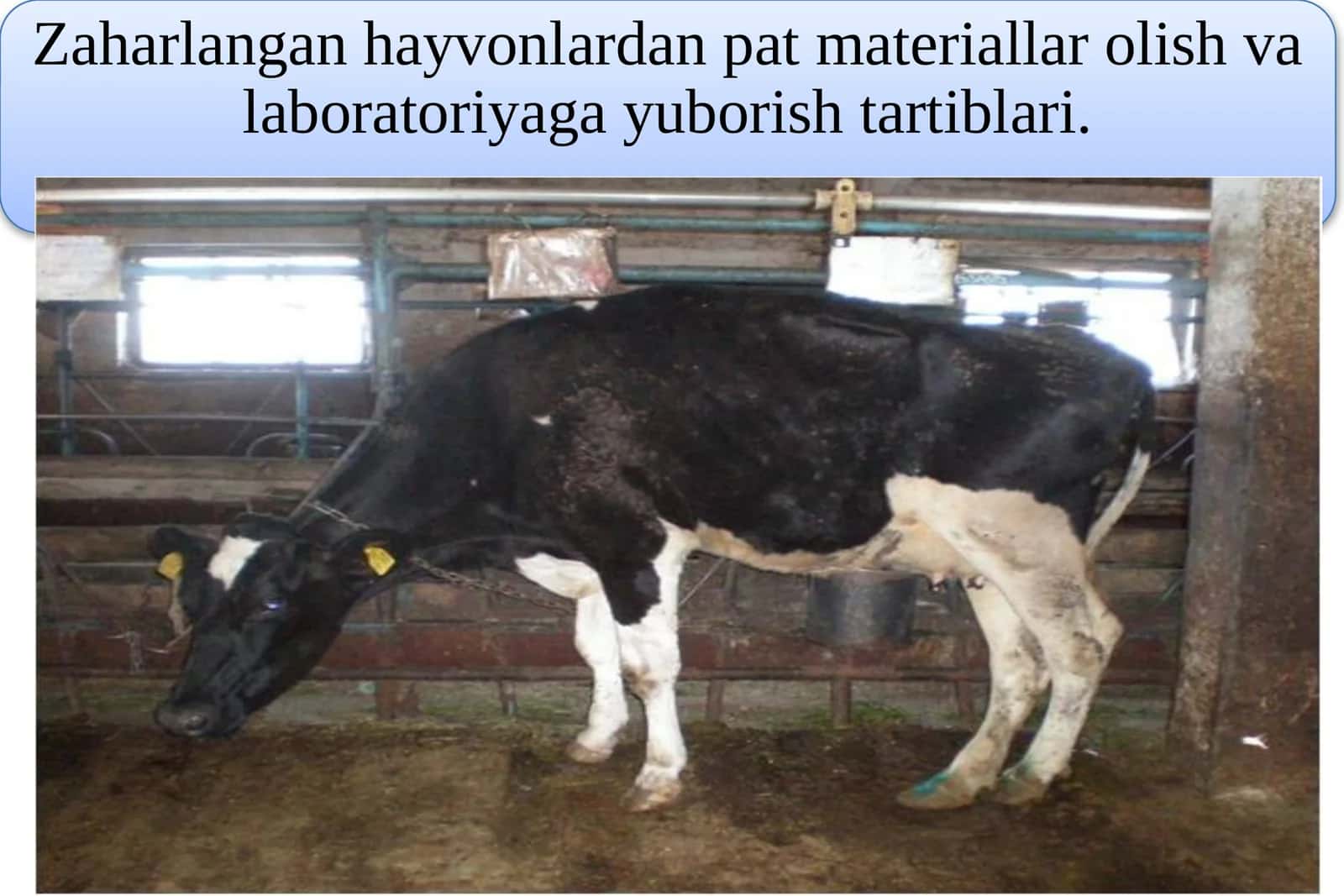 Dars maqsadi: Talabalar zaharlangan hayvonlarni tekshirish 1