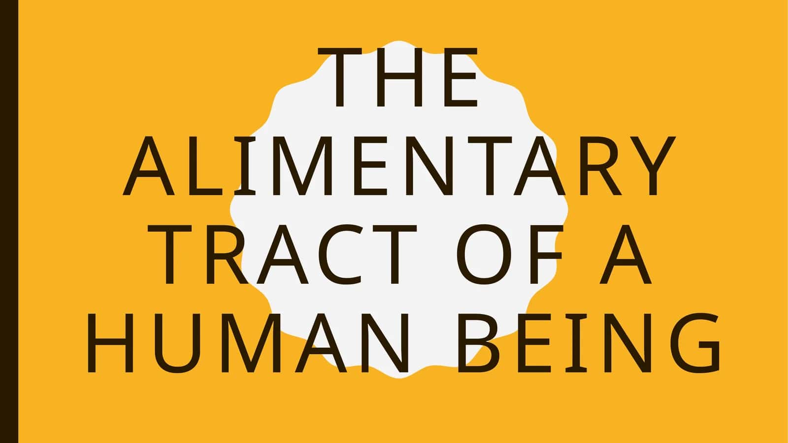THE ALIMENTARY TRACT OF A HUMAN BEING 1