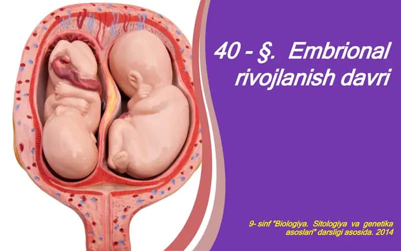 Embrional rivojlanish davri 1