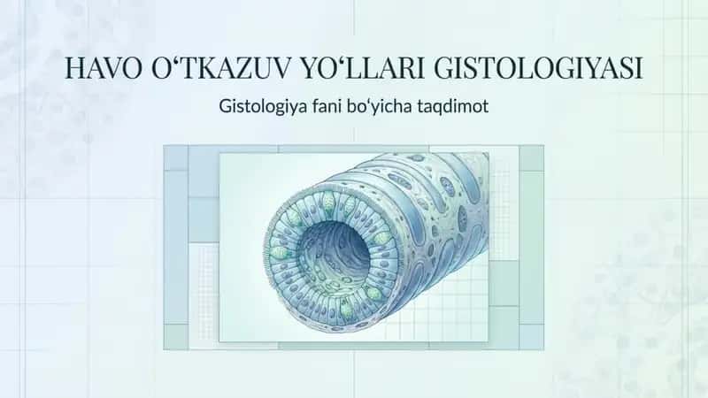 havo oʻtkazuv yoʻllari Gistologiyasi 1