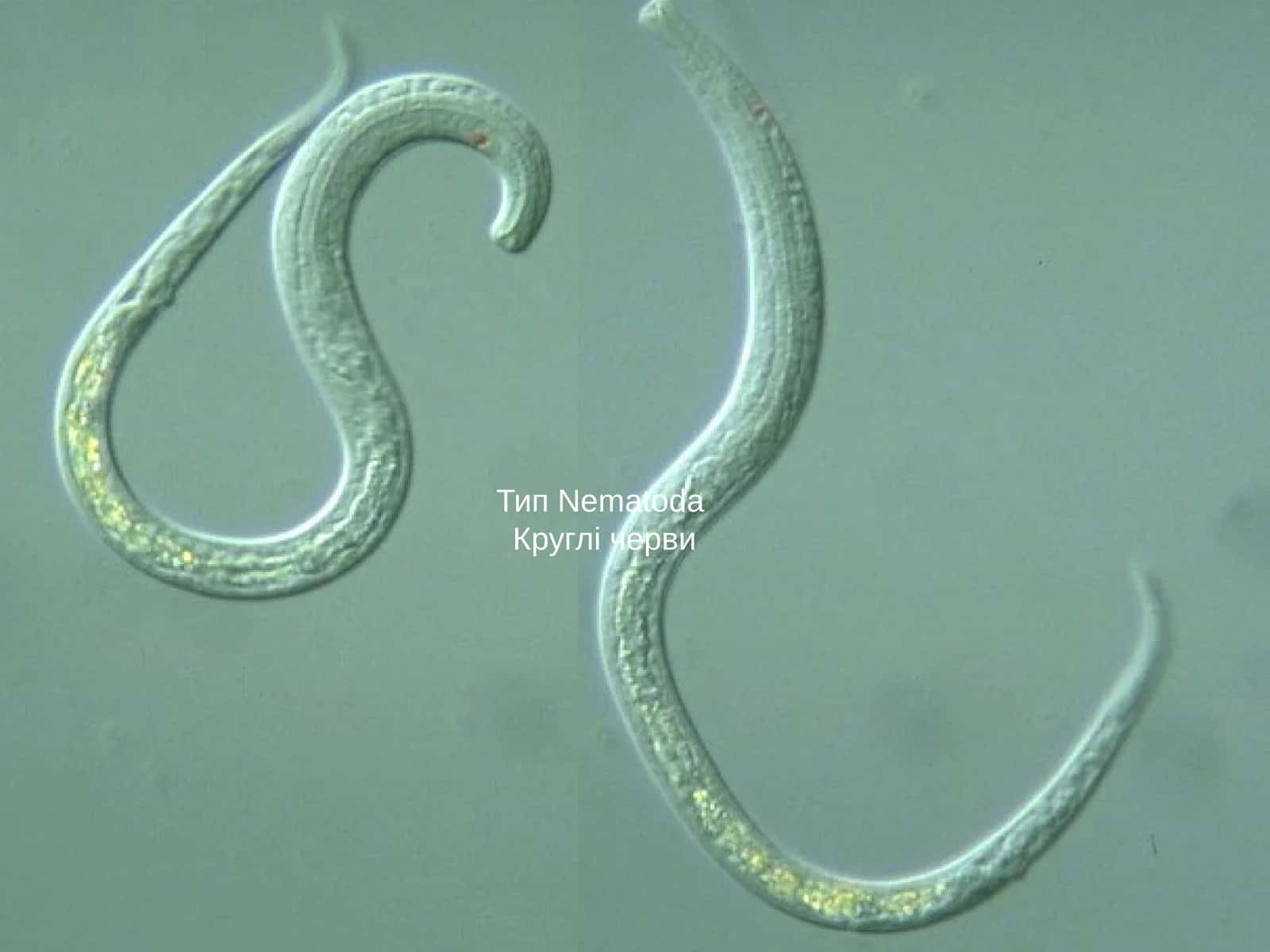 Тип NematodaКруглі черви 1