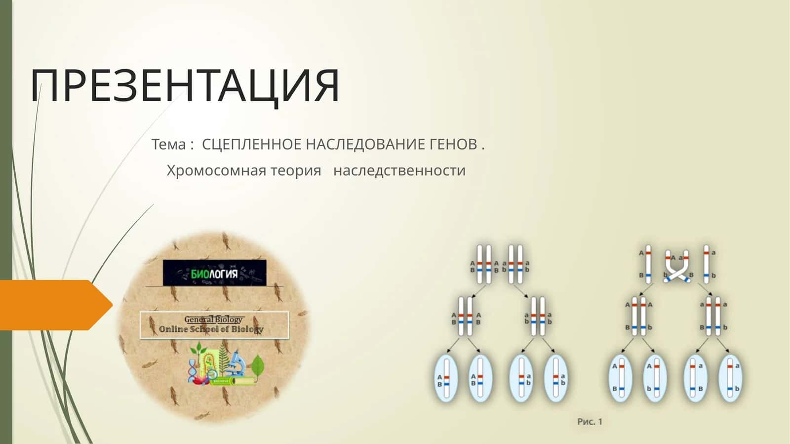 Хромосомная теория наследственности 1