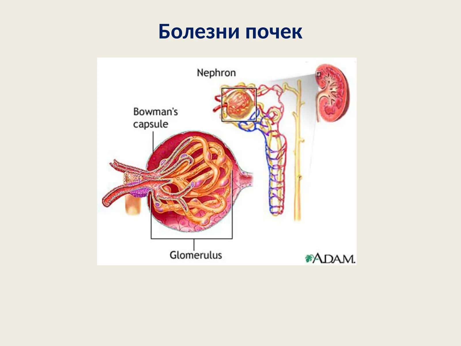 Болезни почек 1