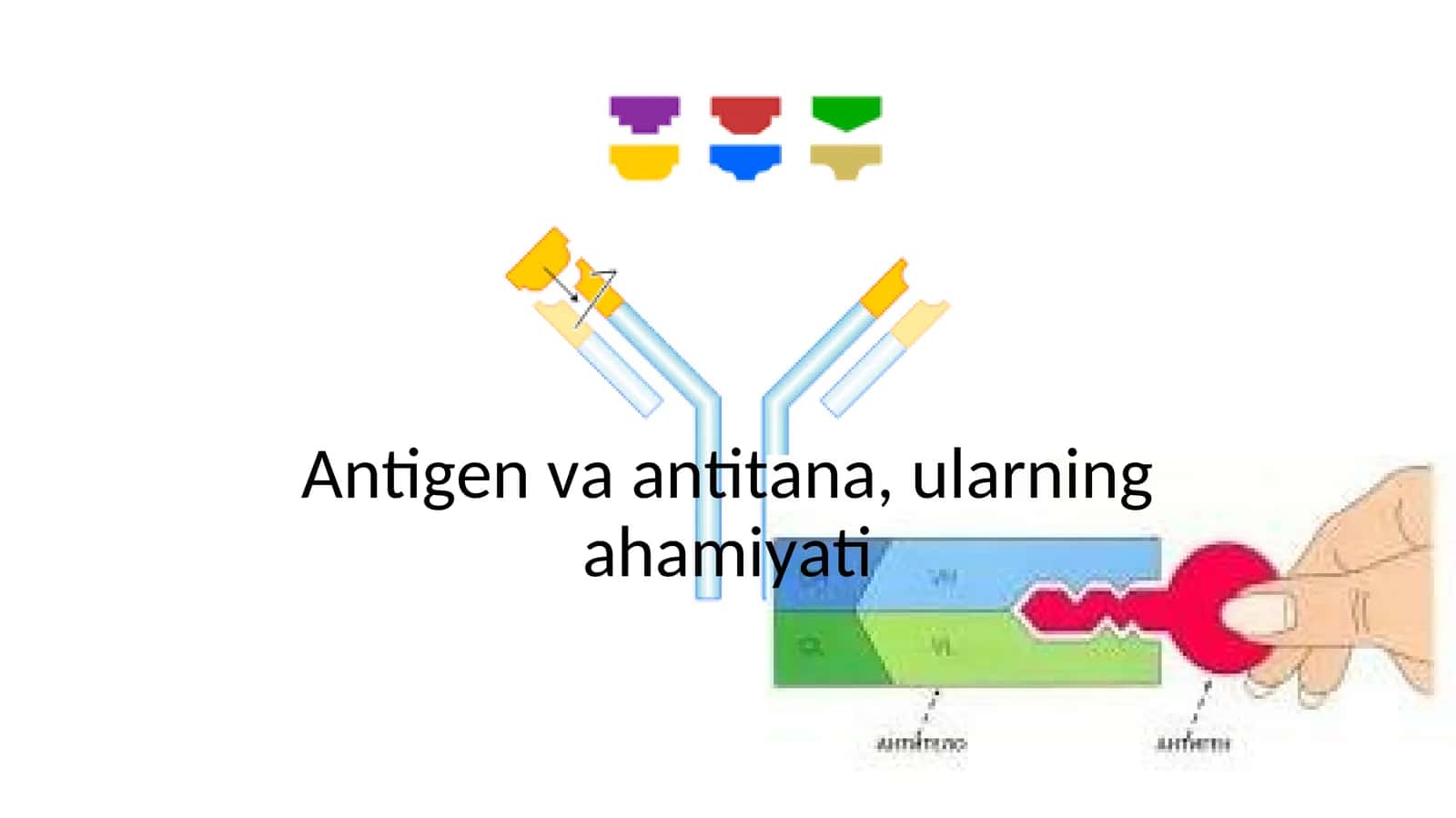 Antigen va antitana, ularning ahamiyati 1