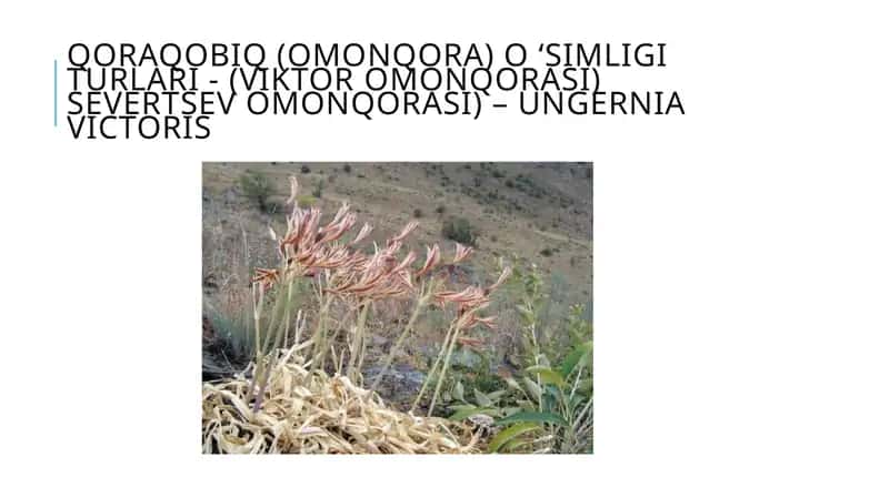 Qoraqobiq (omonqora) o ‘simligi turlari 1