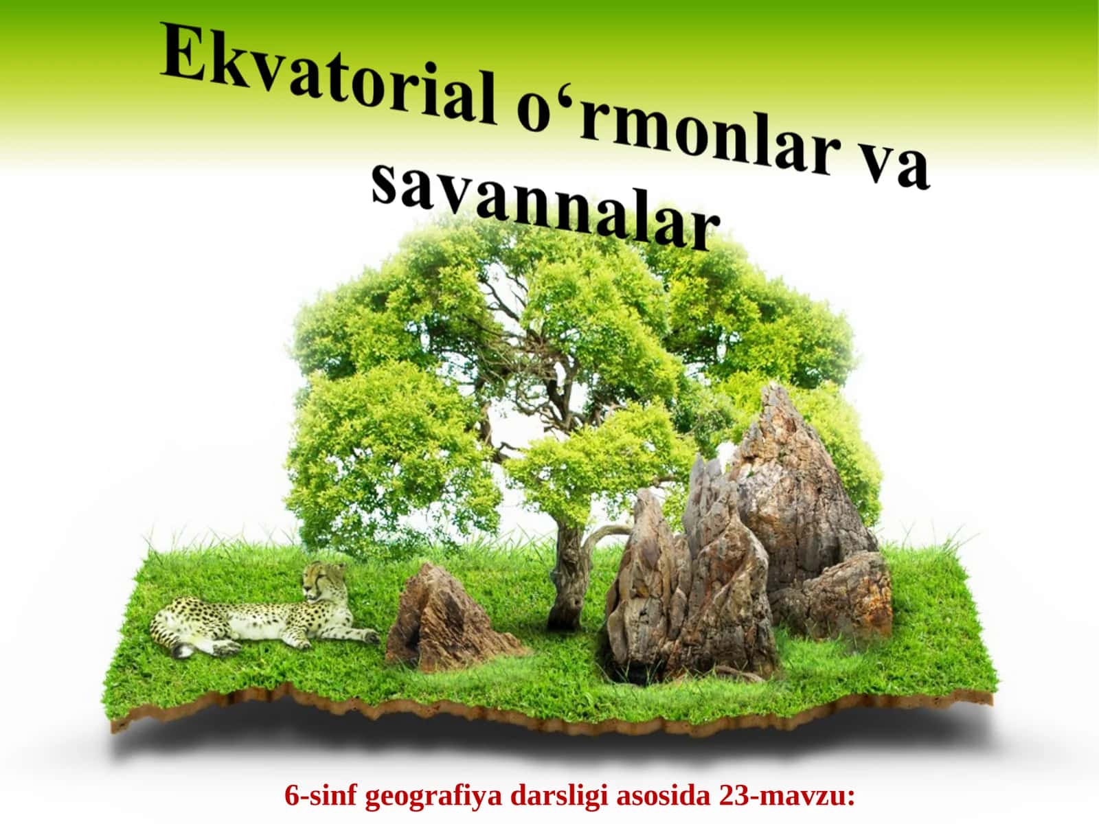Afrika materigida doimiy sernam ekvatorial o‘rmonlar zonasi 1