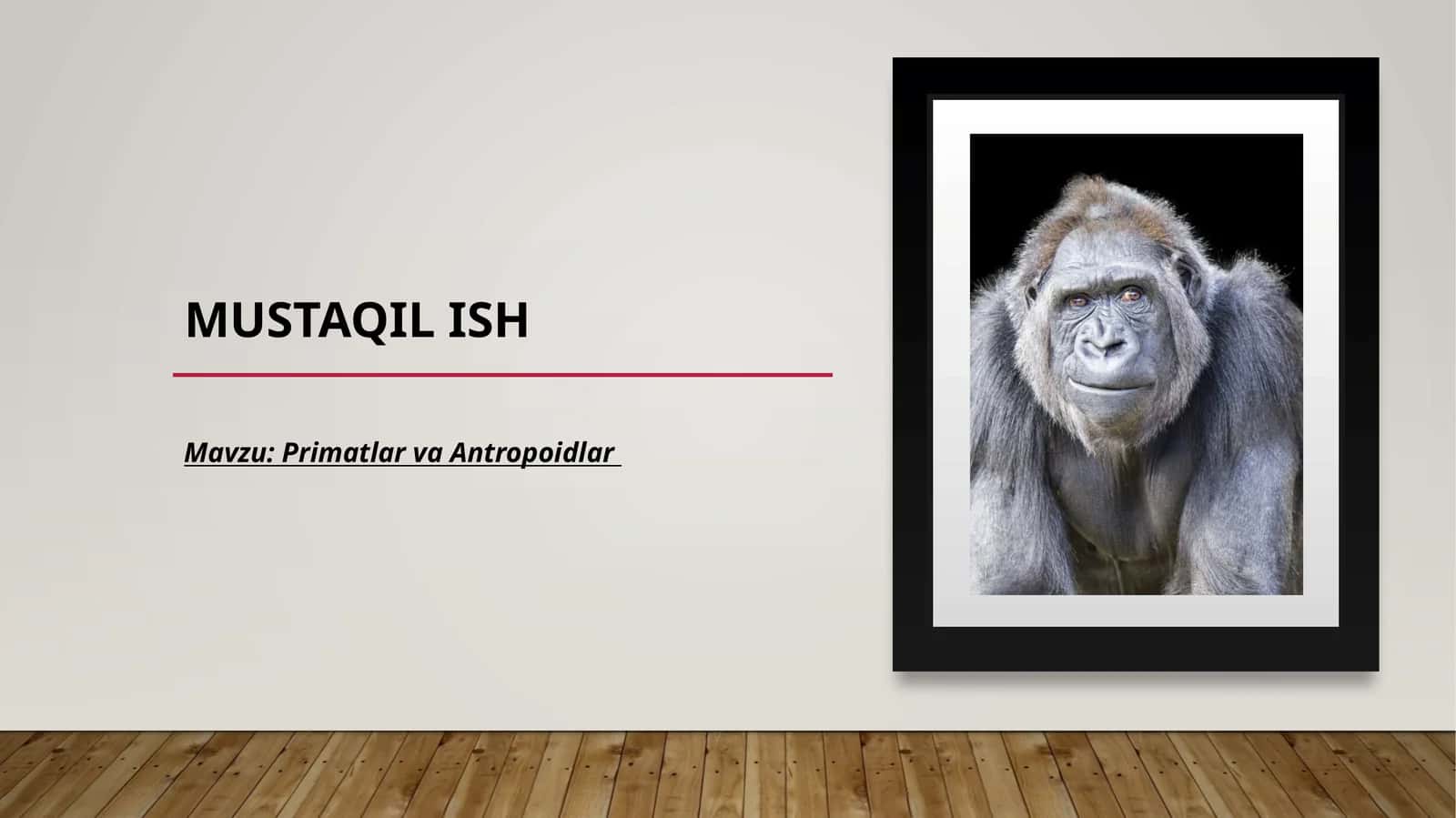 Primatlar va Antropoidlar 1