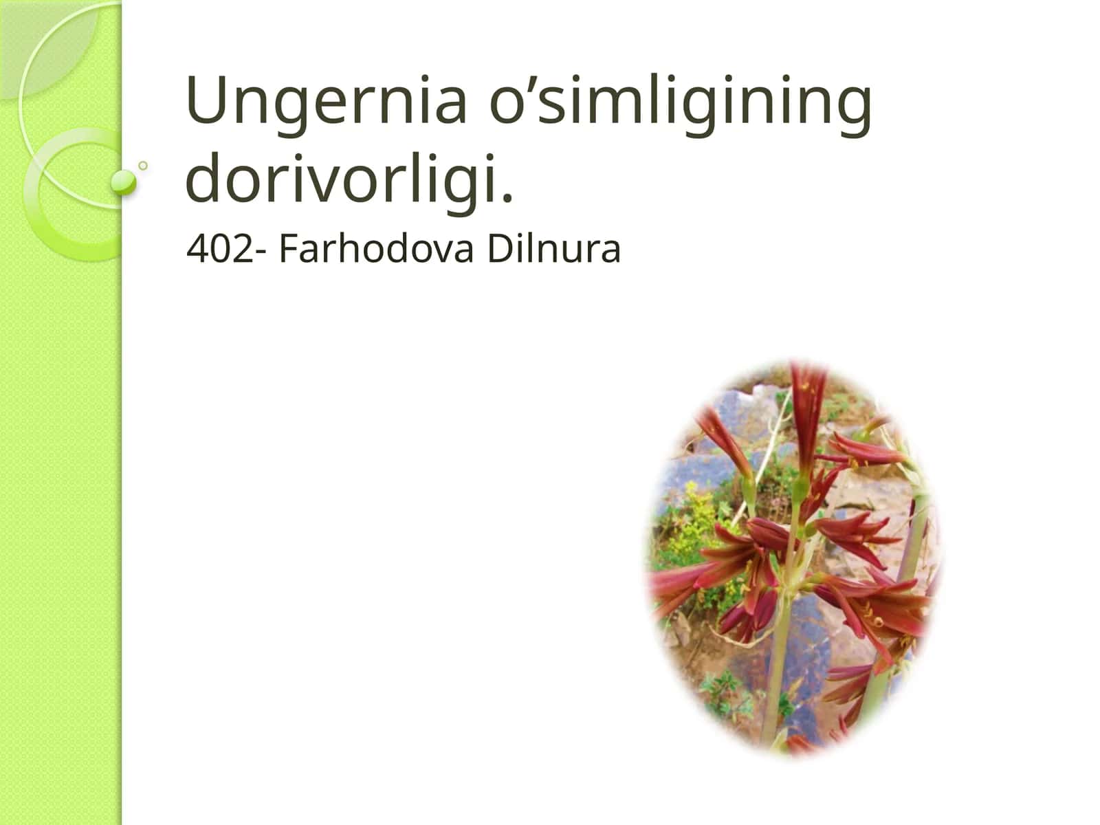 Ungernia o’simligining dorivorligi 1