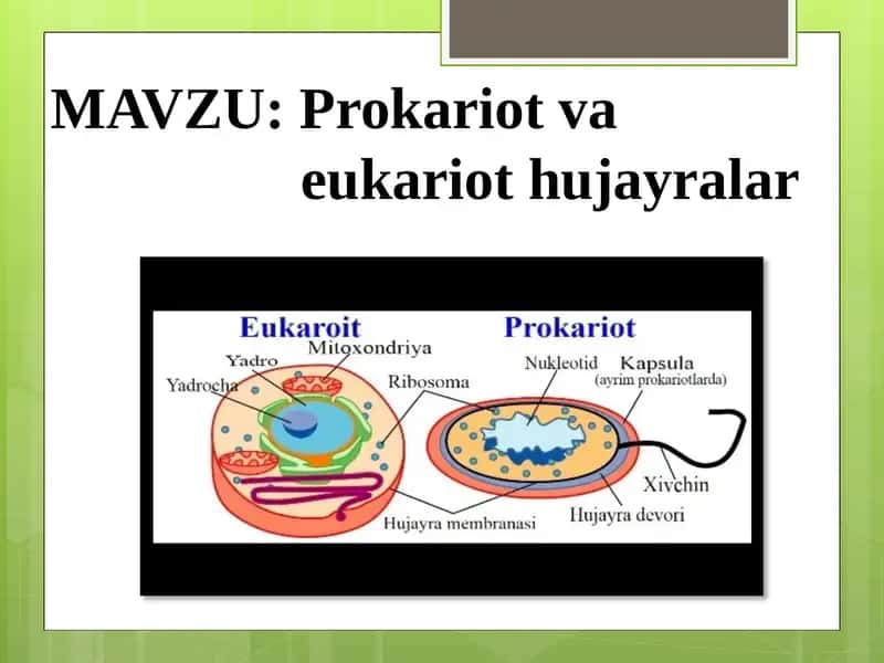 Prokariot va eukariot hujayralar 1