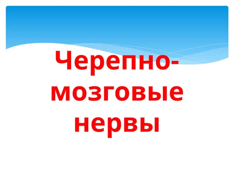 Черепно-мозговые нервы 1