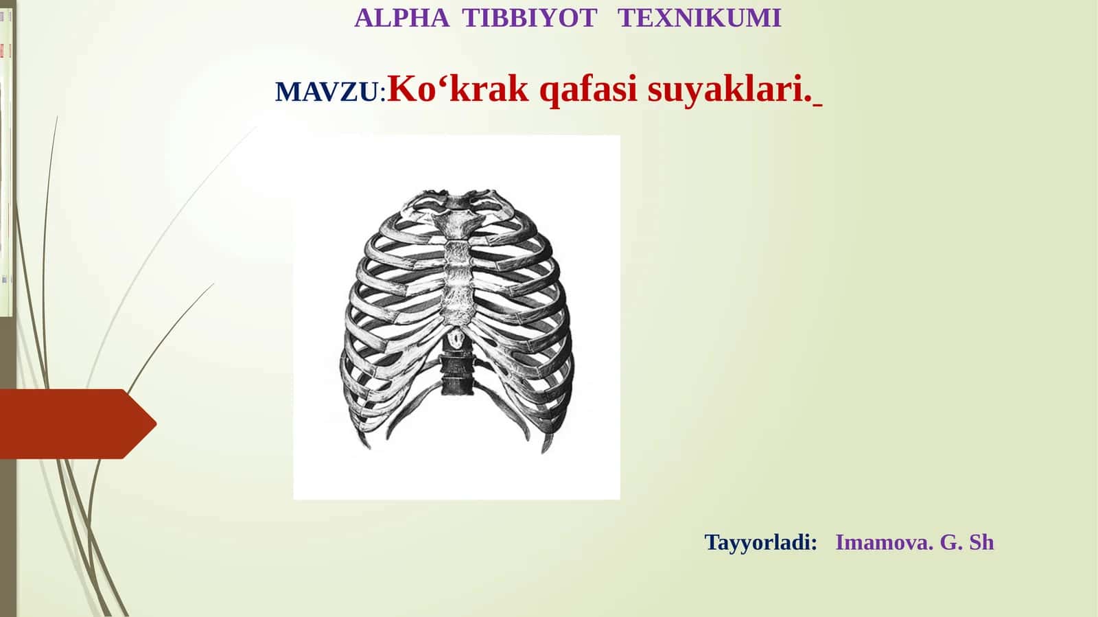Ko‘krаk qаfаsi suyaklari 1
