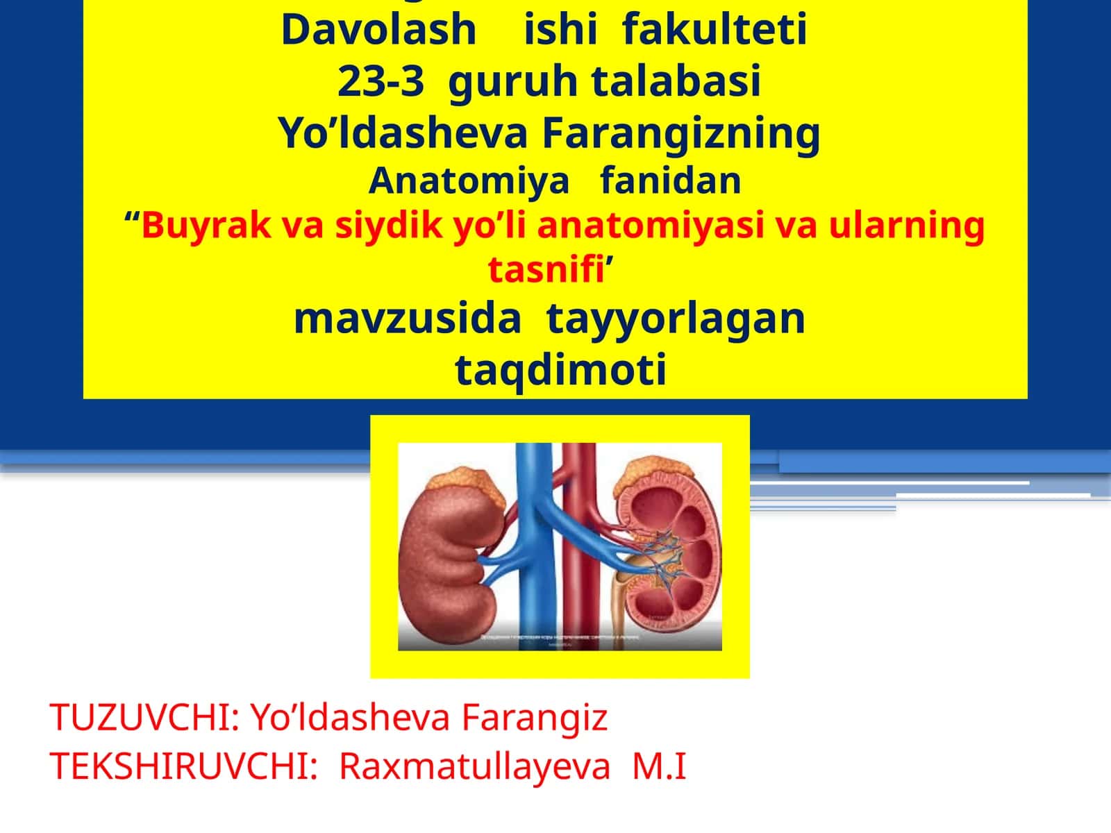 Buyrak va Siydik Anatomiya 1