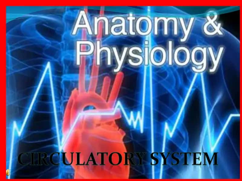 The Cardiovascular System 1