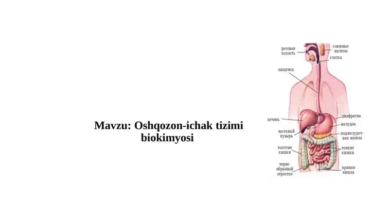 Oshqozon-ichak tizimi biokimyosi 1