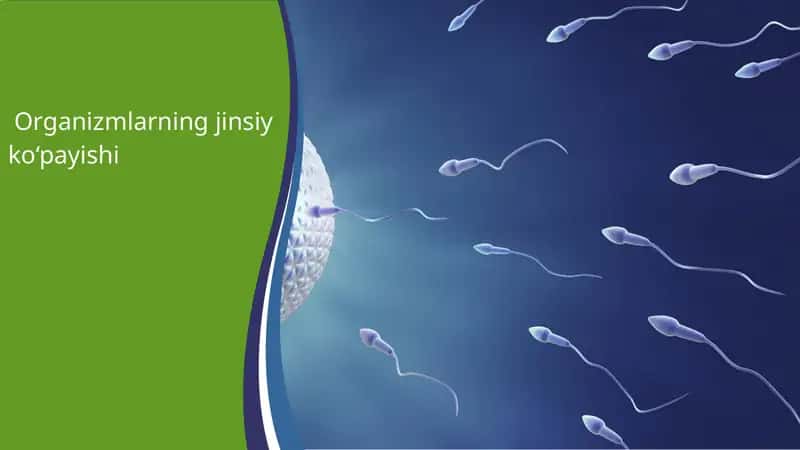 Organizmlarning jinsiy ko‘payishi 1