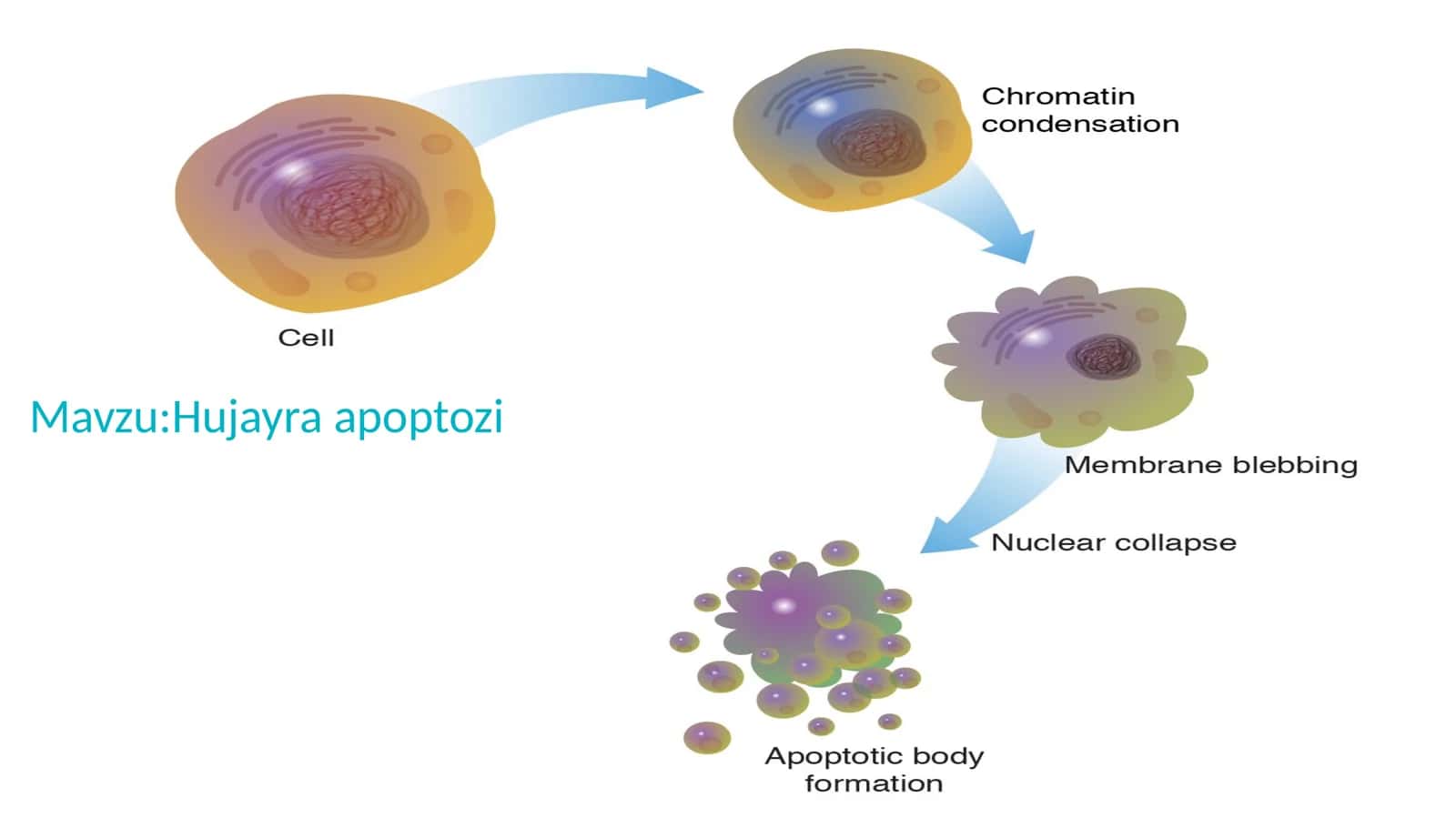 Hujayra apoptozi 1