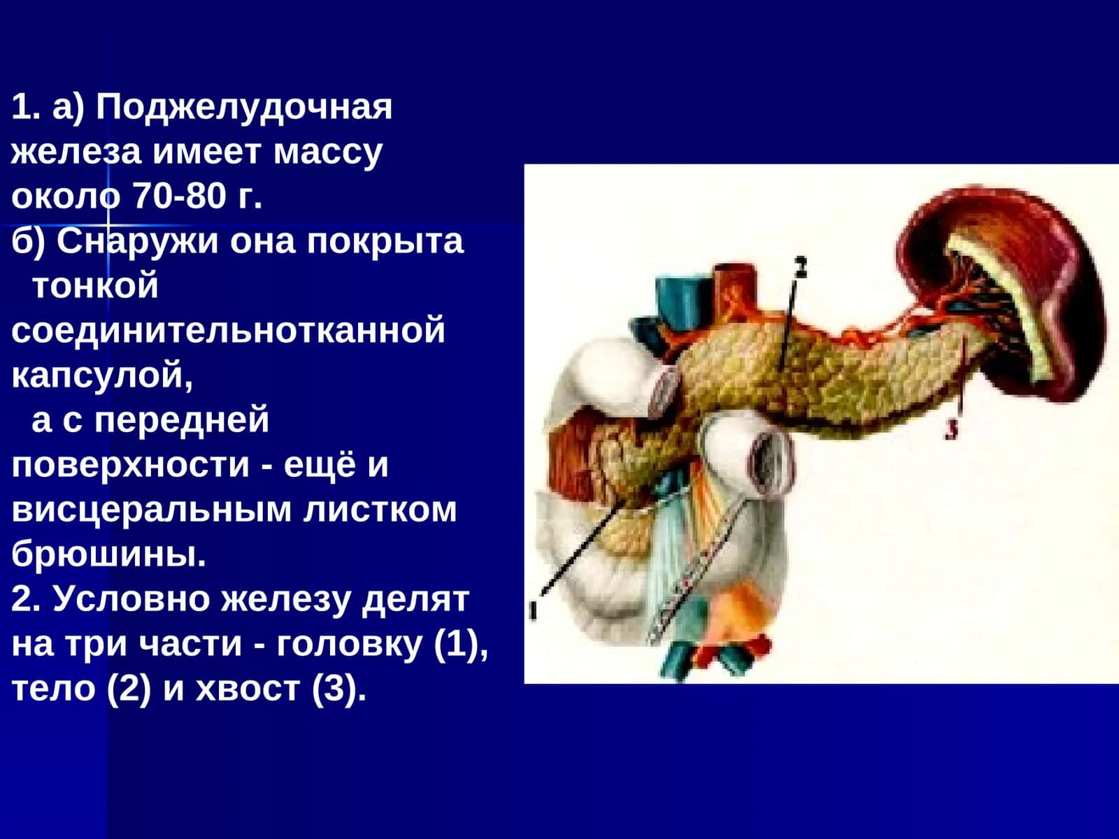 Поджелудочная железа 1