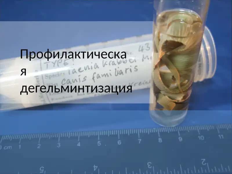 Профилактическаядегельминтизация 1