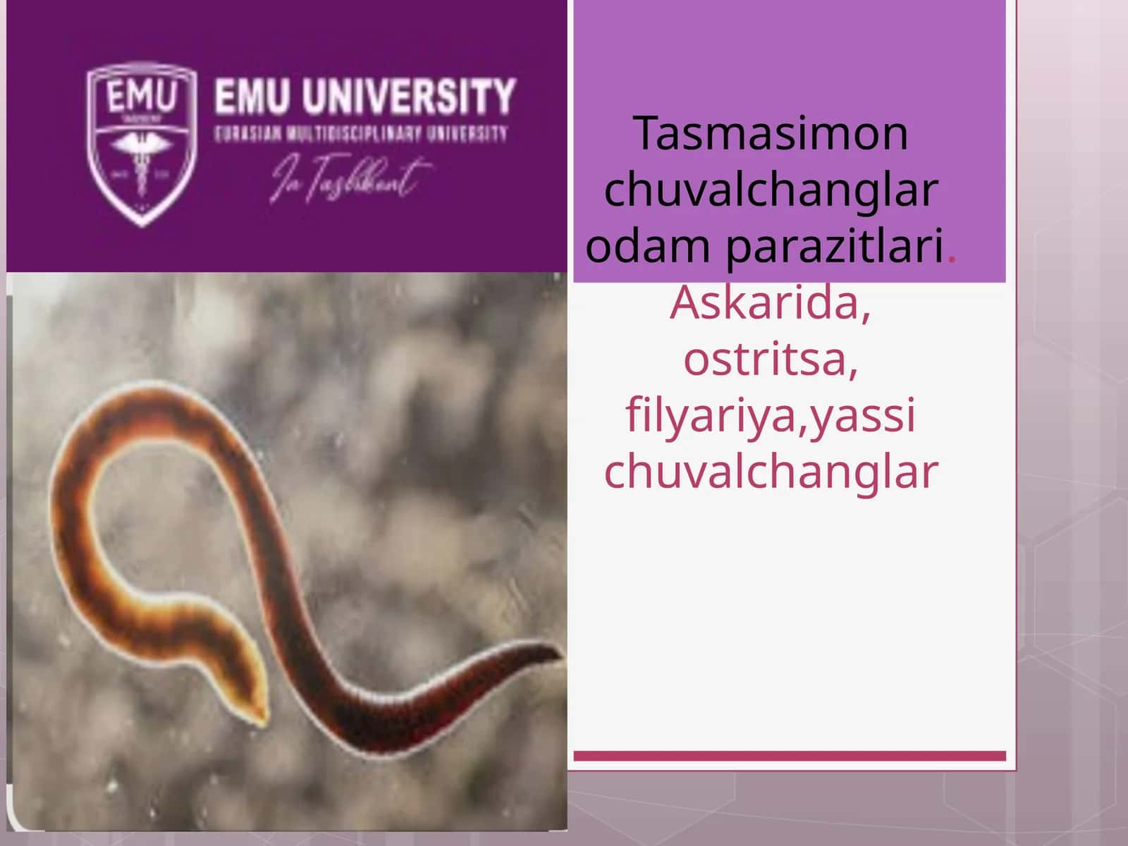 Tasmasimon chuvalchanglar odam parazitlari 1