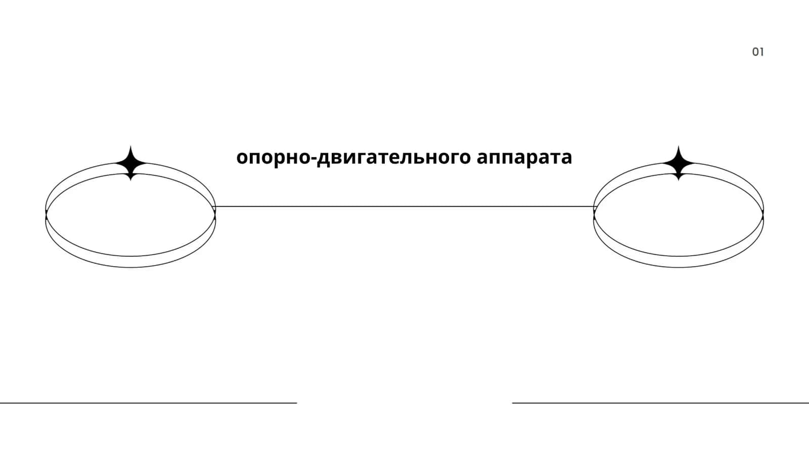 Строение и функции скелета человека 1
