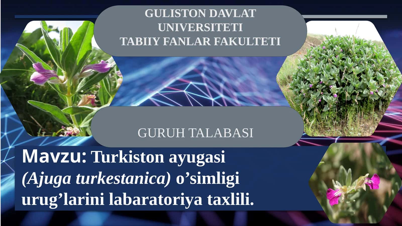 Turkiston ayugasi (Ajugaturkestanica) o’simligi 1
