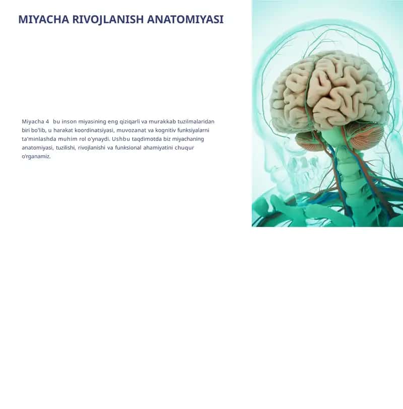 MIYACHA RIVOJLANISH ANATOMIYASI 1