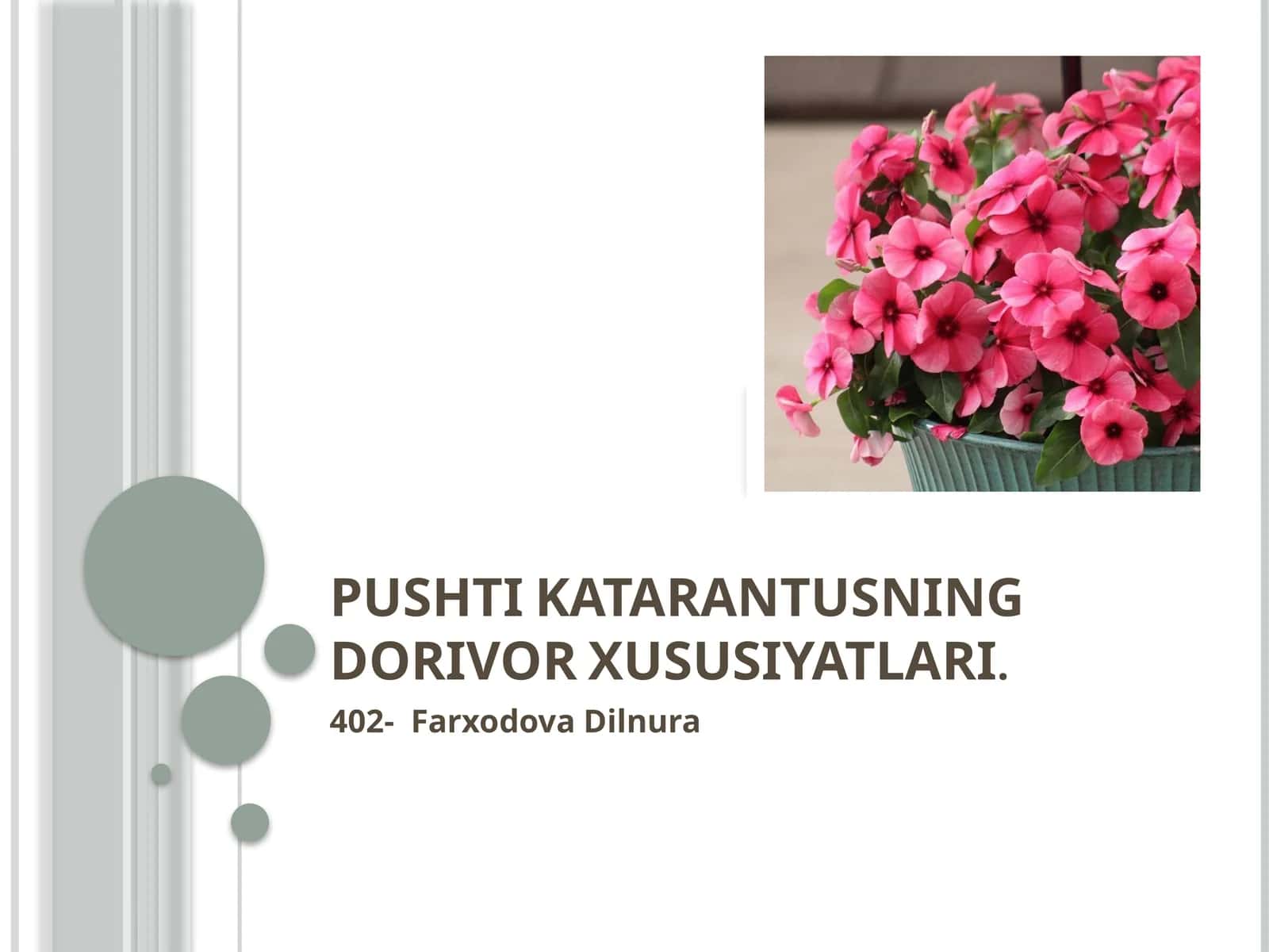 Pushti Katarantusning Dorivor Xususiyatlari 1