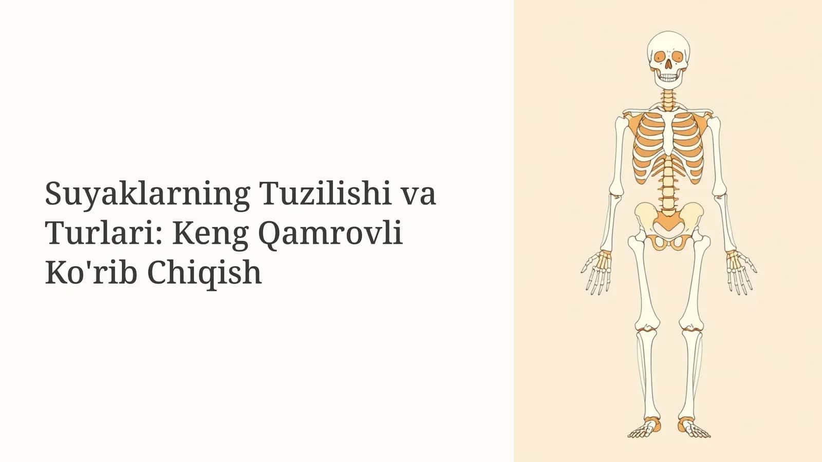 Suyaklarning Tuzilishi va Turlari 1