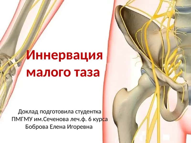 Иннервация малого таза 1