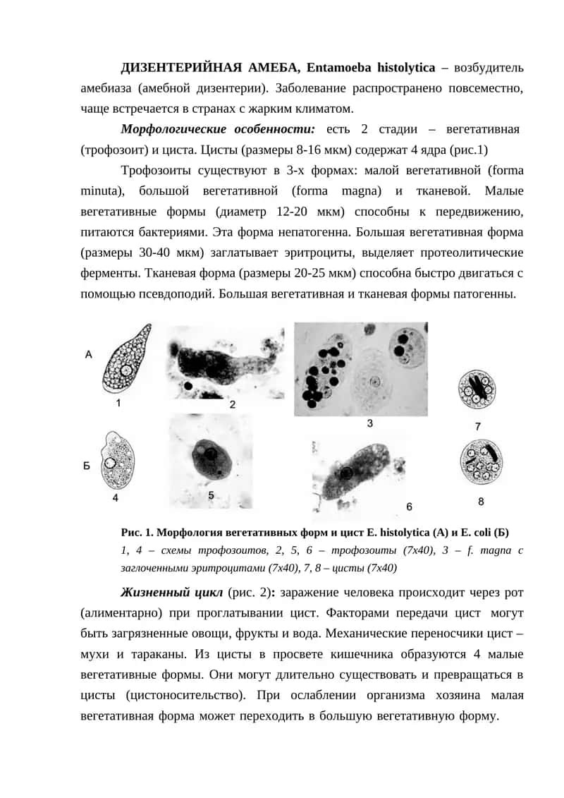 ДИЗЕНТЕРИЙНАЯ АМЕБА, Entamoeba histolytica 1