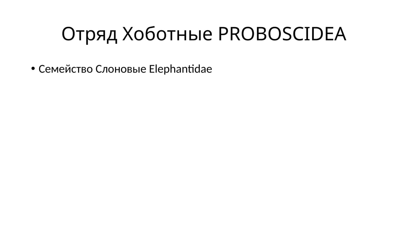 Саванный слон 1