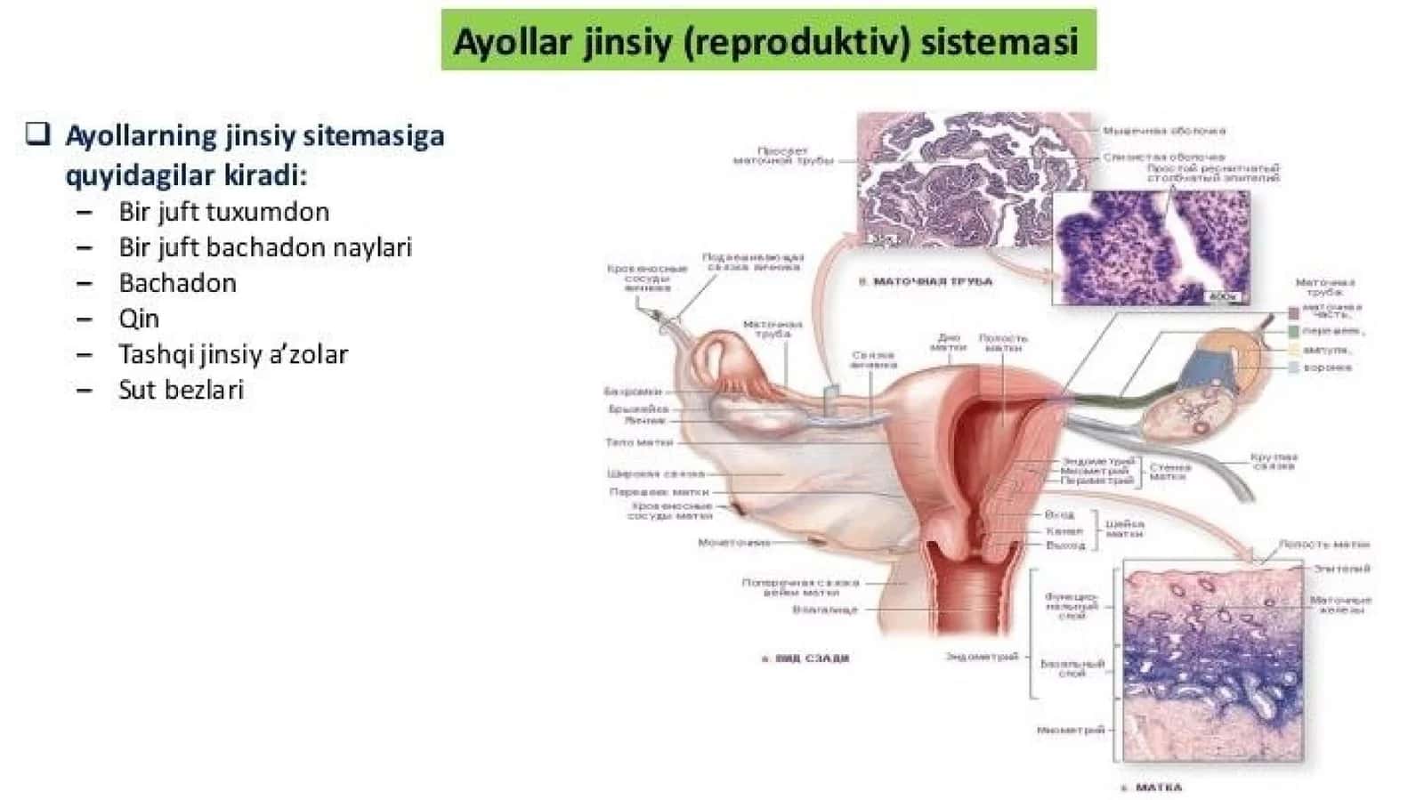 Ayollar jinsiy tizimi 1