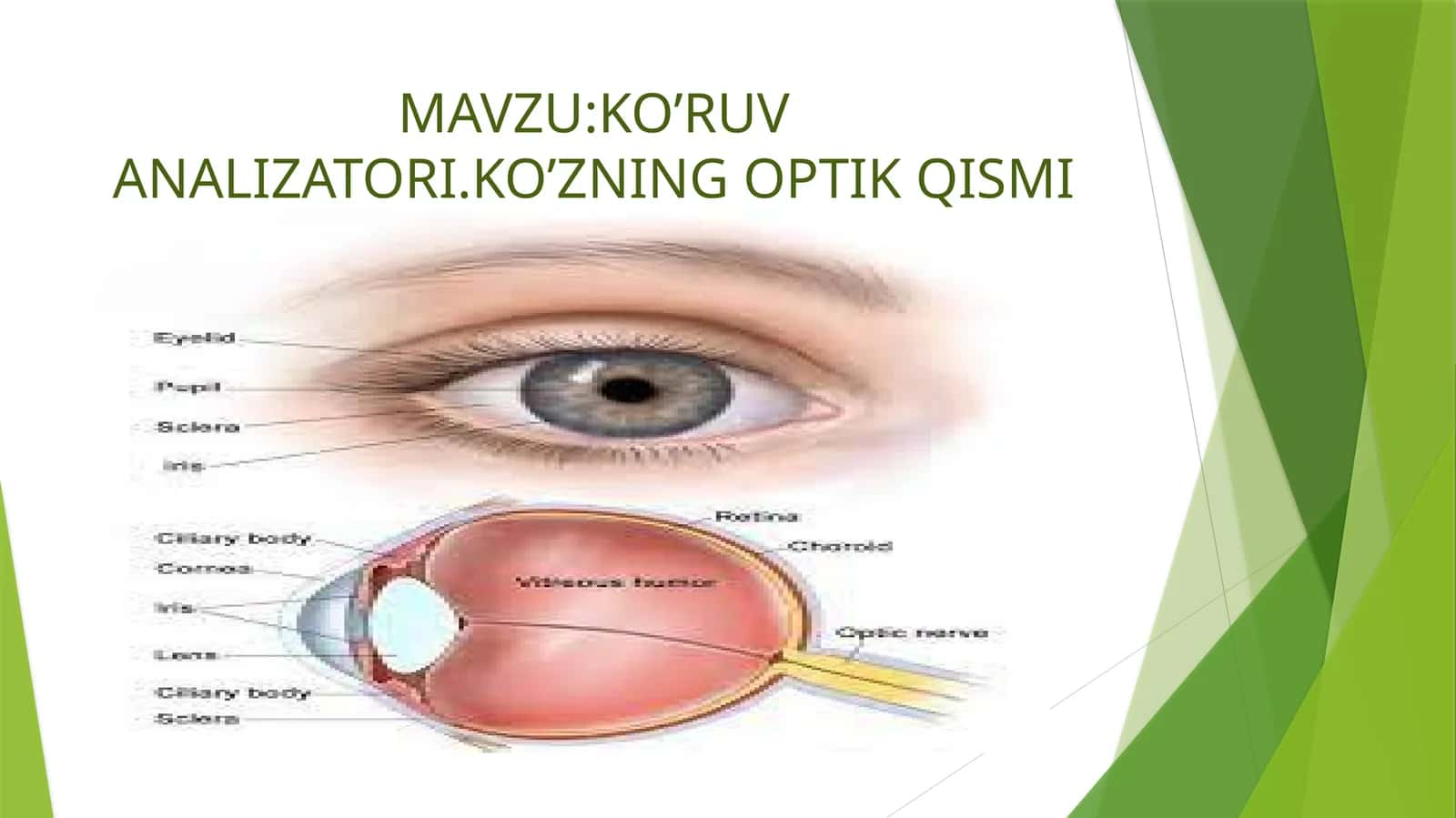 KO’RUV ANALIZATORI.KO’ZNING OPTIK QISMI 1