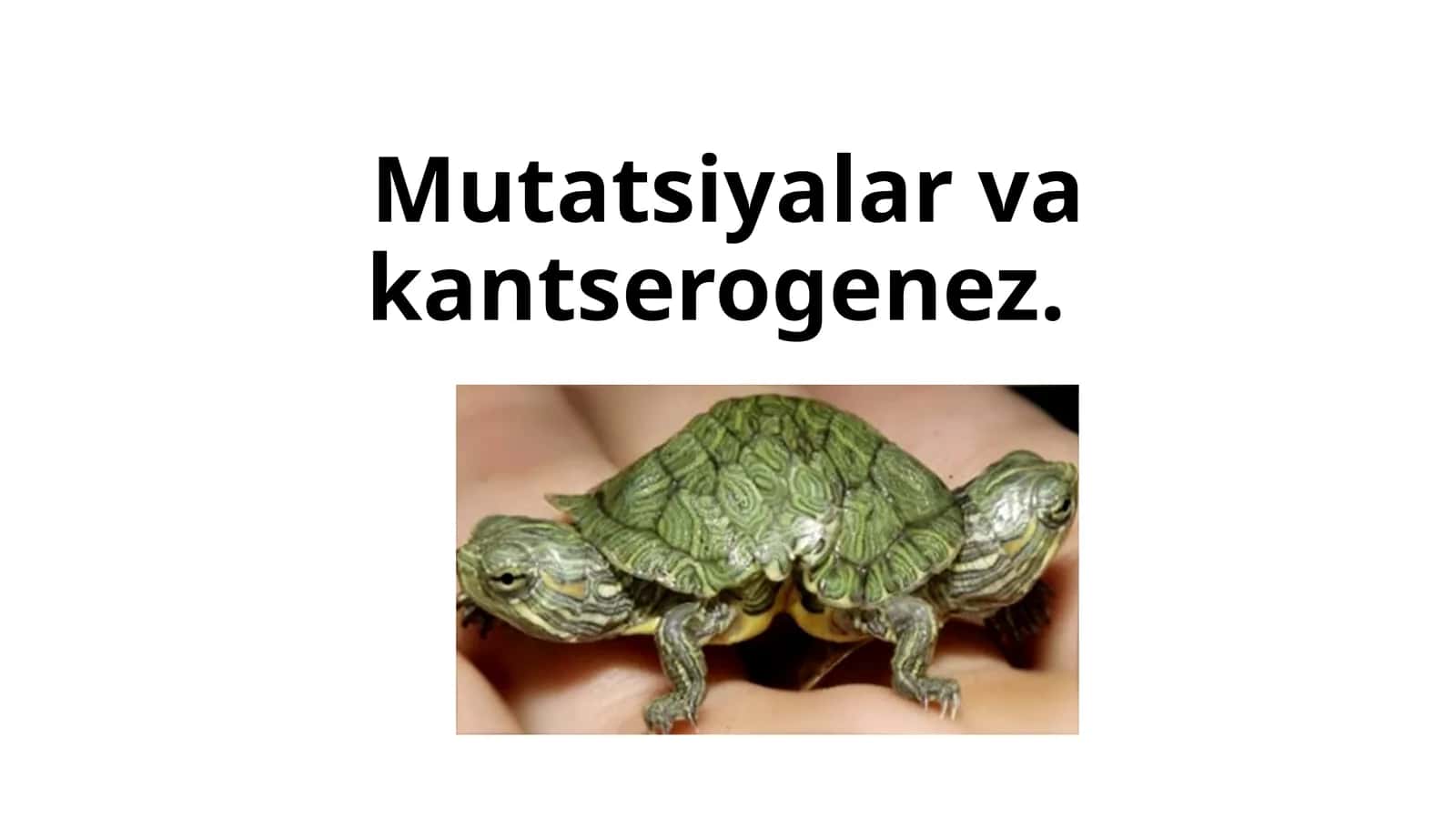 Mutatsiyalar vakantserogenez 1