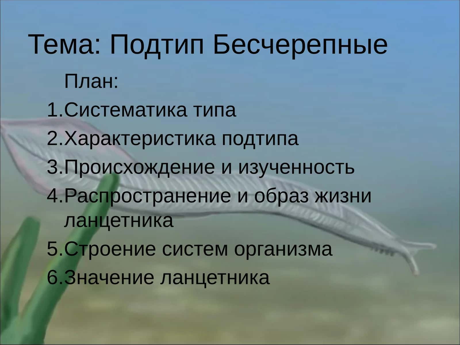 Ланцетник –BRANCHIOSTOMA LANCEOLATUM 1