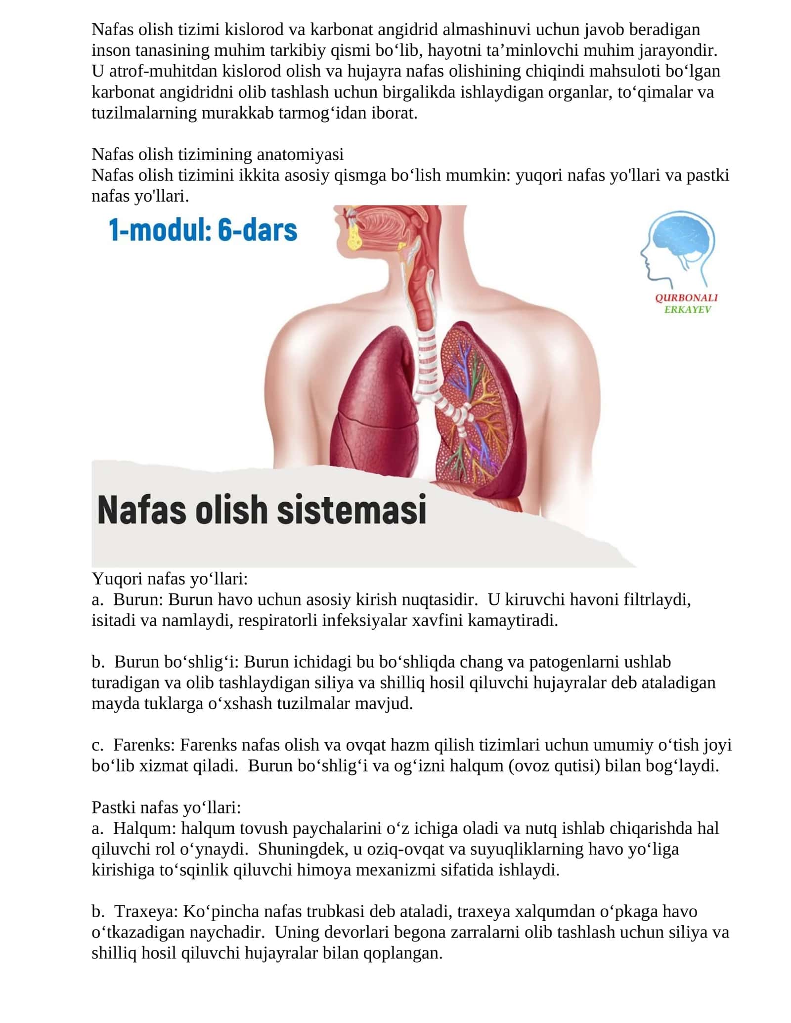 Nafas olish tizimi anatomiyasi 1