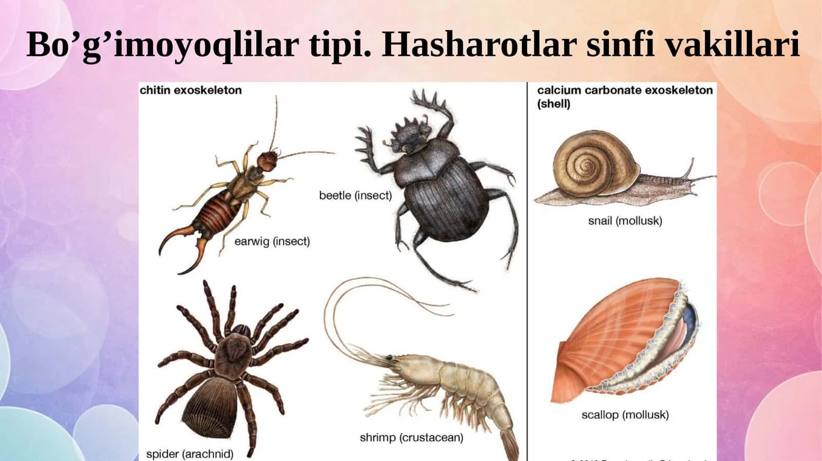 Bo’g’imoyoqlilar tipi. Hasharotlar sinfi vakillari. 1