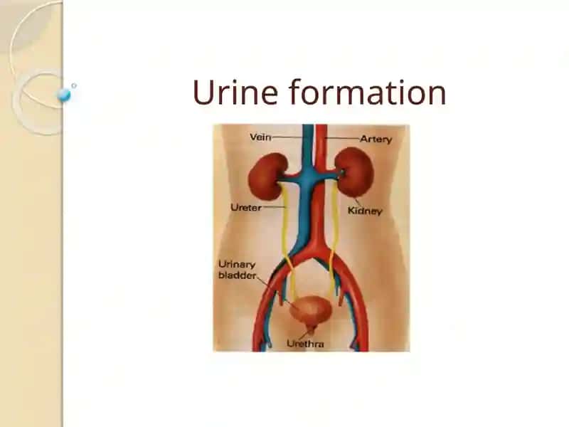 Urine Formation