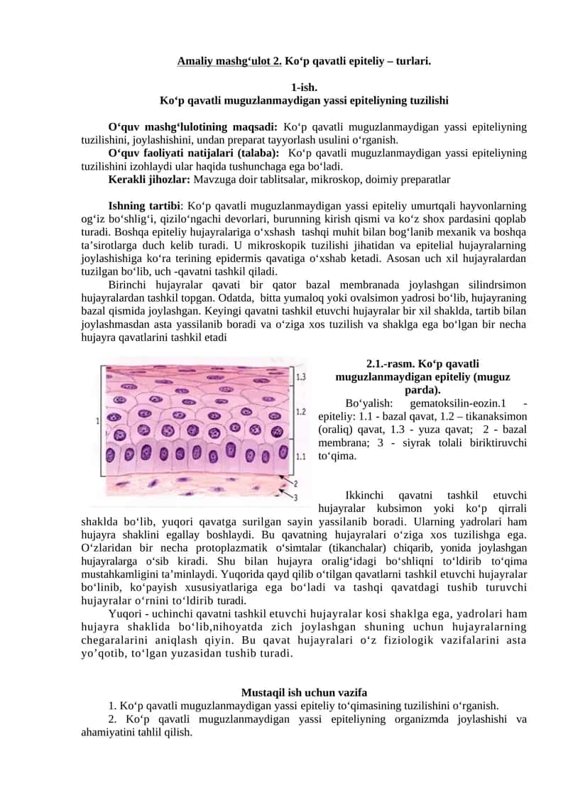 Ko‘p qavatli epiteliy – turlari. 1