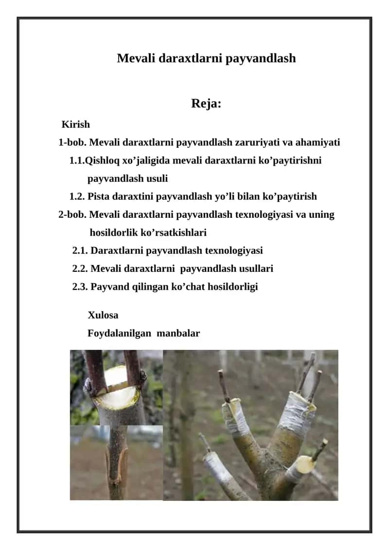 Mevali daraxtlarni payvandlash 1
