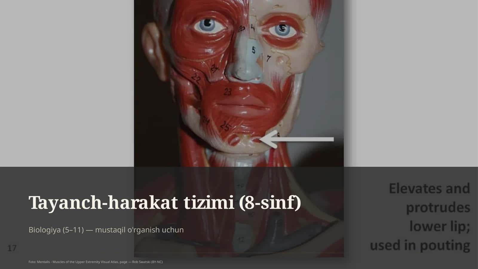 Tayanch-harakat tizimi (8-sinf) 1