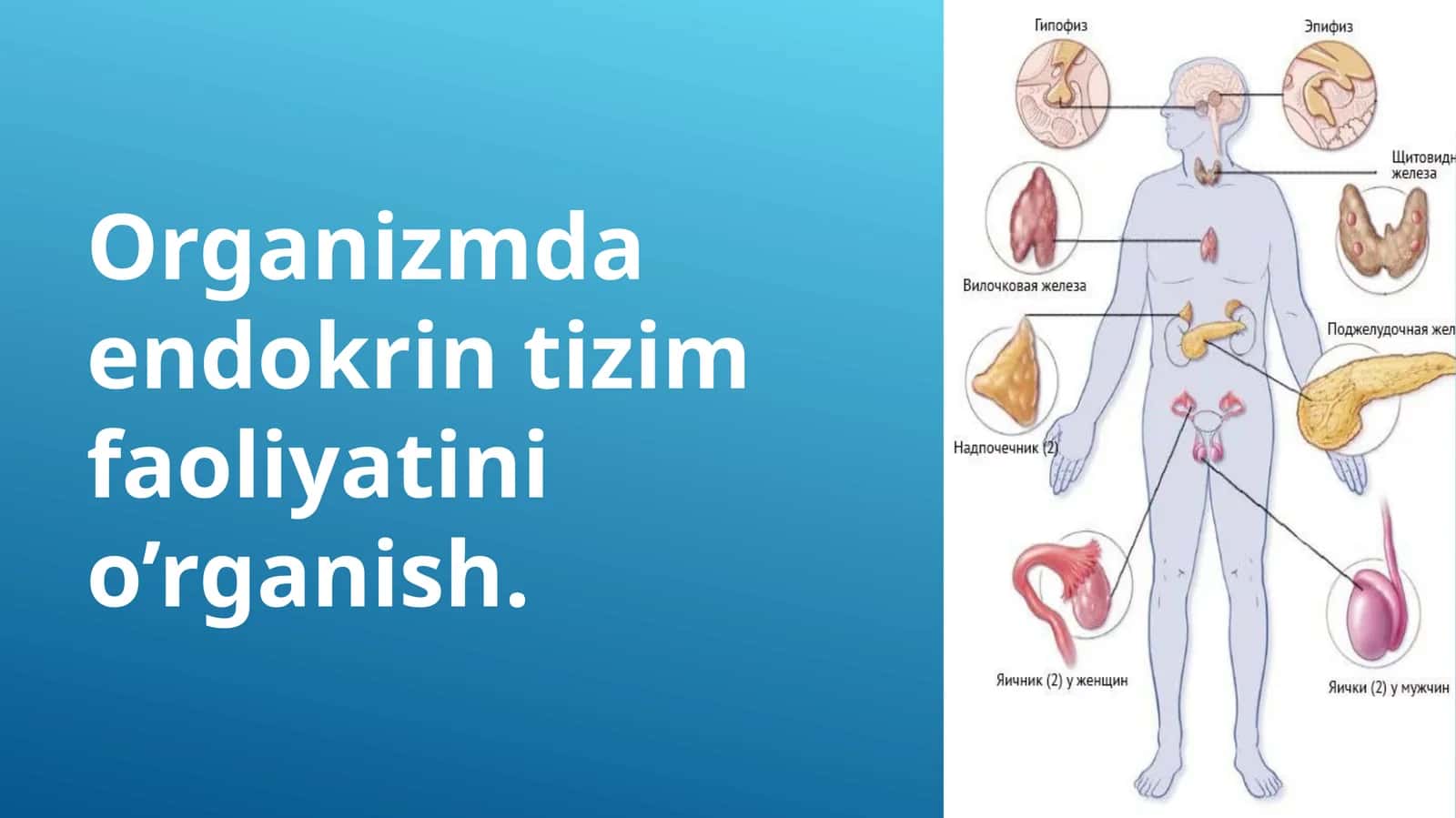Endokrin tizim faoliyatini o’rganish 1