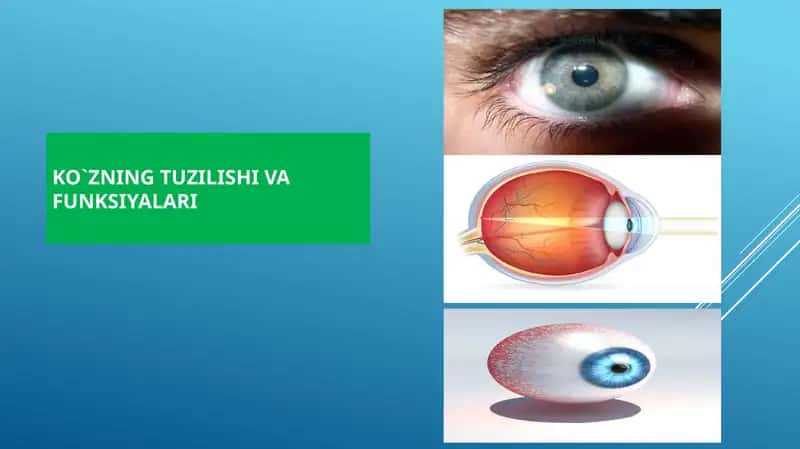 KO`ZNING TUZILISHI VA FUNKSIYALARI 1
